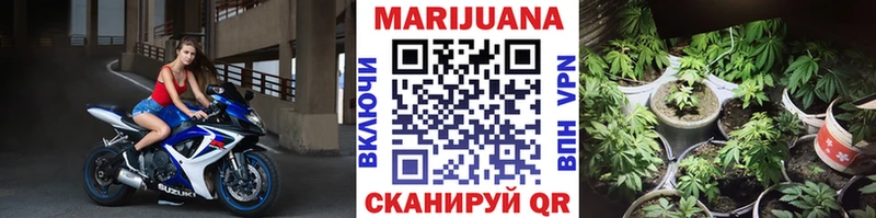 как найти закладки  Светогорск  Марихуана сатива 